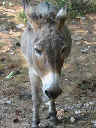 Moj drugar - ??jor "Tovar"