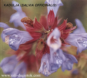 Kadulja